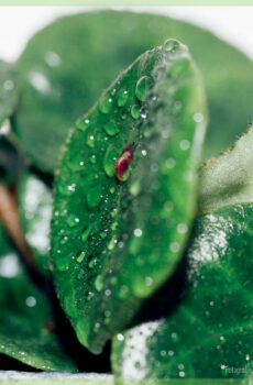 Meuli jeung miara Begonia Ruby Beureum