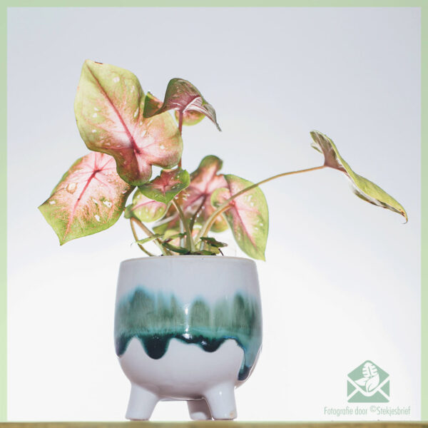 Caladium Casey kopen en verzorgen