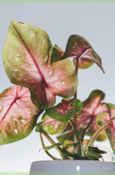 Купля і догляд за Caladium Casey