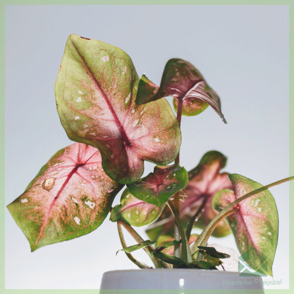 Caladium Casey को ख़रीदना और उसकी देखभाल करना