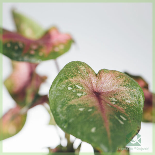 Caladium Casey kopen en verzorgen
