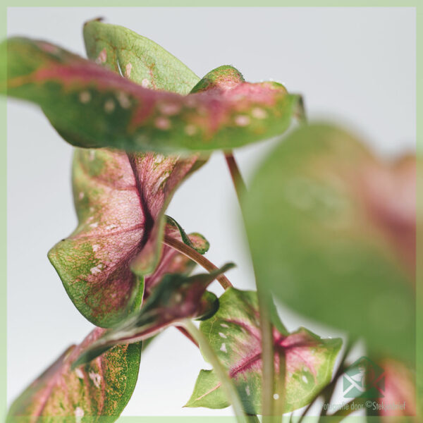 Caladium Casey kopen en verzorgen