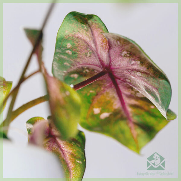 Caladium Casey kopen en verzorgen