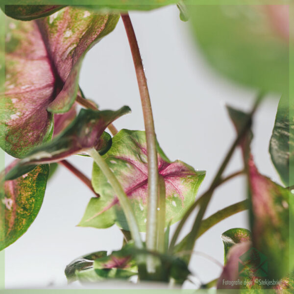 Caladium Casey kopen en verzorgen