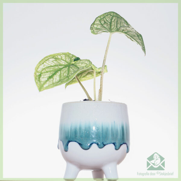Caladium Pliage kopen en verzorgen