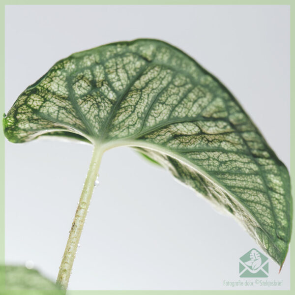 Caladium Pliage kopen en verzorgen