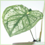Caladium Pliage kopen en verzorgen
