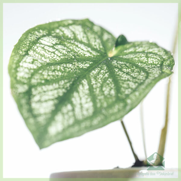 Caladium Pliage kopen en verzorgen