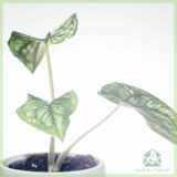 Caladium Pliage kopen en verzorgen