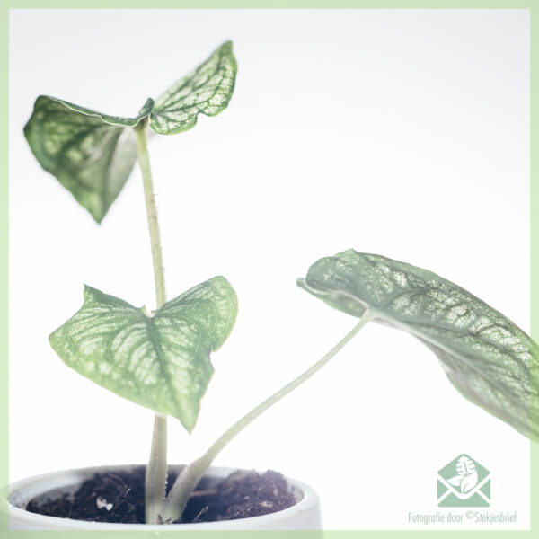Caladium Pliage kopen en verzorgen