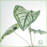 Caladium Pliage kopen en verzorgen