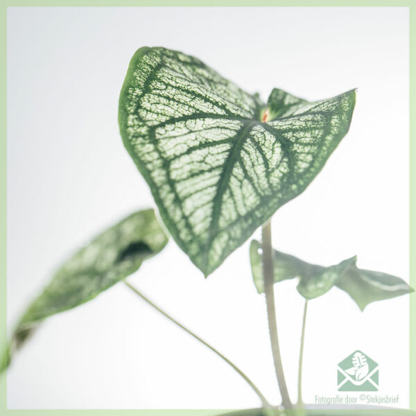 Caladium Pliage kopen en verzorgen