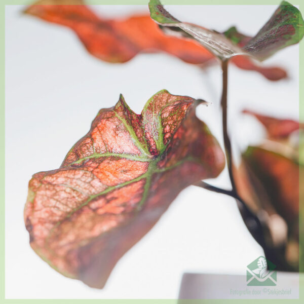 Caladium Valentina kopen en verzorgen