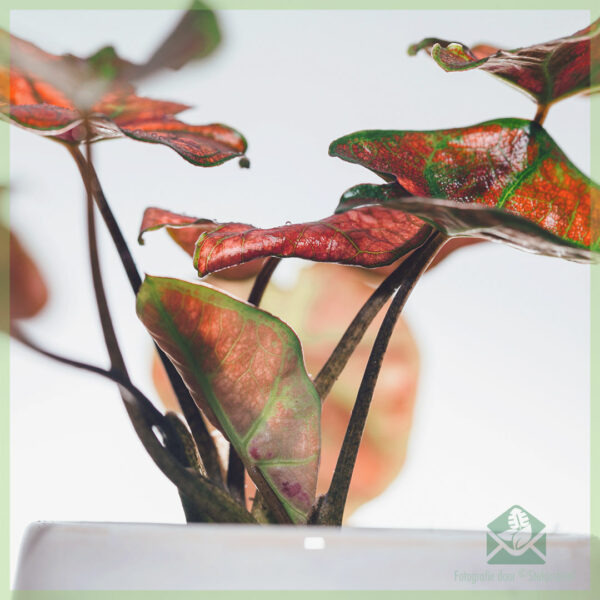 Caladium Valentina kopen en verzorgen