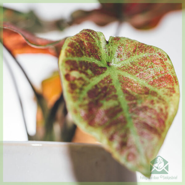 Compra i cura de Caladium Valentina