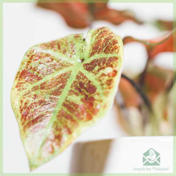 Купување и грижа за Caladium Valentina