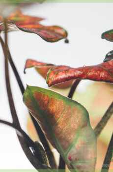 Купуване и грижа за Caladium Valentina