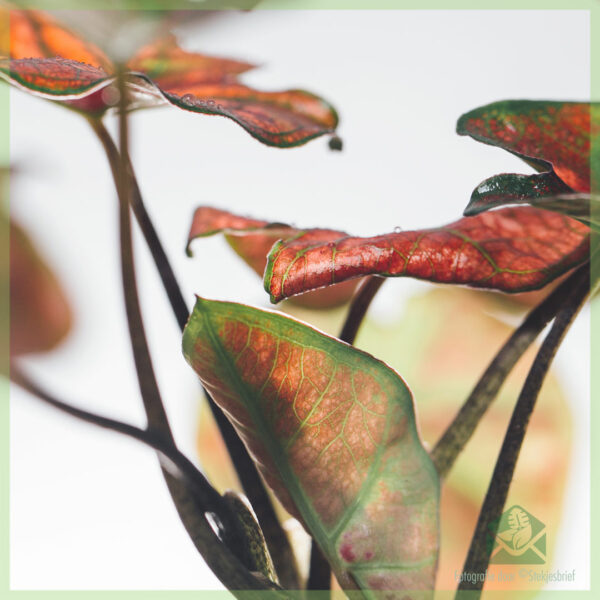 Caladium Valentina 구입 및 관리