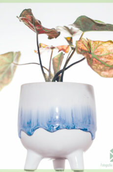 Pirkite Felicia augalų vazoną gėlių vazonas dekoratyvinis vazonas 6 cm