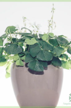 Pirkite Lucky dobilą - Oxalis triangularis green