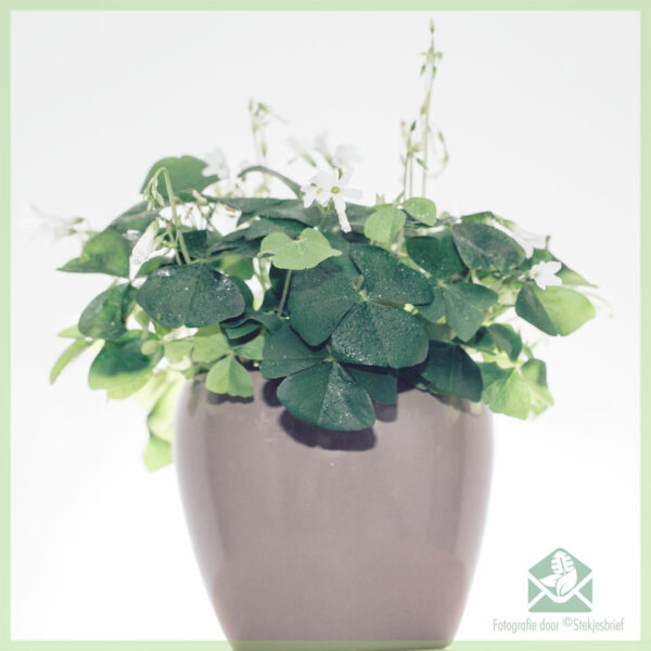 행운의 클로버 구매 - Oxalis triangularis green