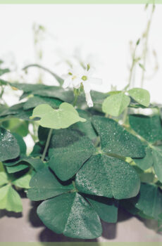 Acquista Trifoglio fortunato - Oxalis triangularis verde