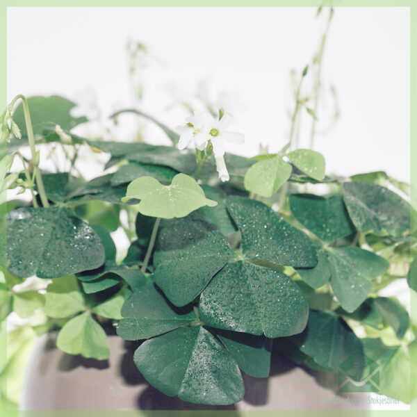 Vidio ny jirofo Lucky - Oxalis triangularis maitso