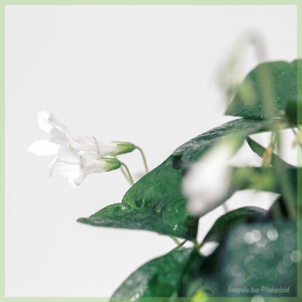 Geluksklaver - Oxalis triangularis groen kopen