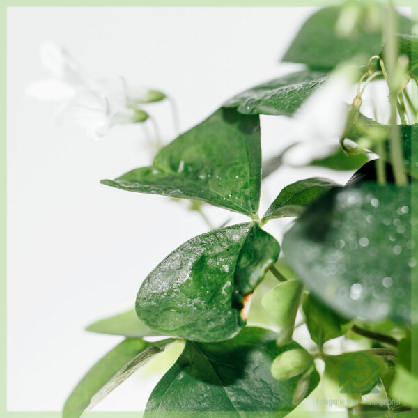 Lucky Clover මිලදී ගන්න - Oxalis triangularis green