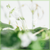 Geluksklaver - Oxalis triangularis groen kopen