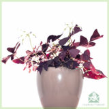 Geluksklaver - Oxalis triangularis purpurea kopen