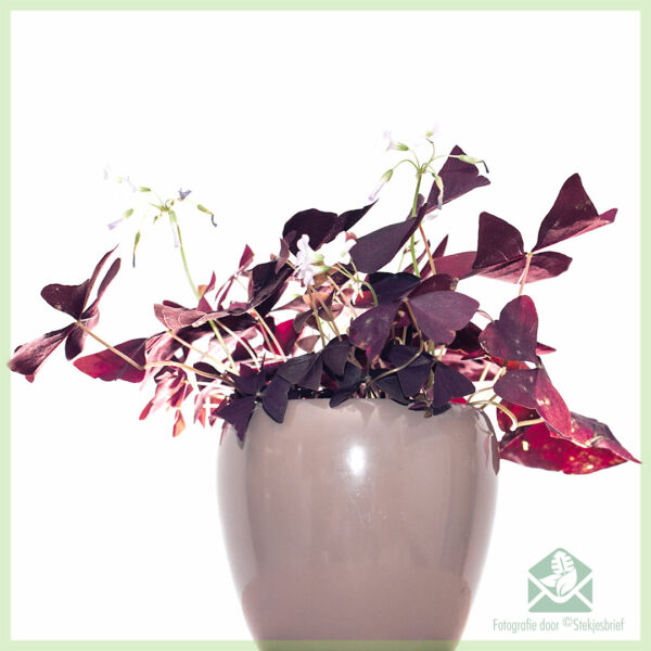 Geluksklaver - Oxalis triangularis purpurea kopen