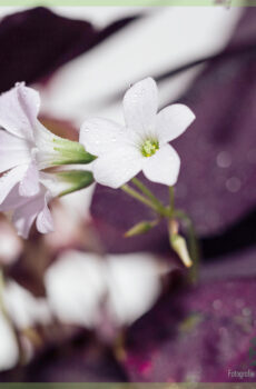 Lucky clover - Oxalis triangularis purpurea fa'atau