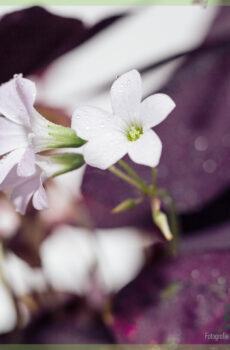 Sretna djetelina - Oxalis triangularis purpurea kupiti