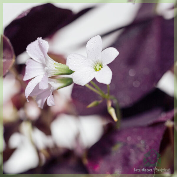 Gelukkige klawer - Oxalis triangularis purpurea koop