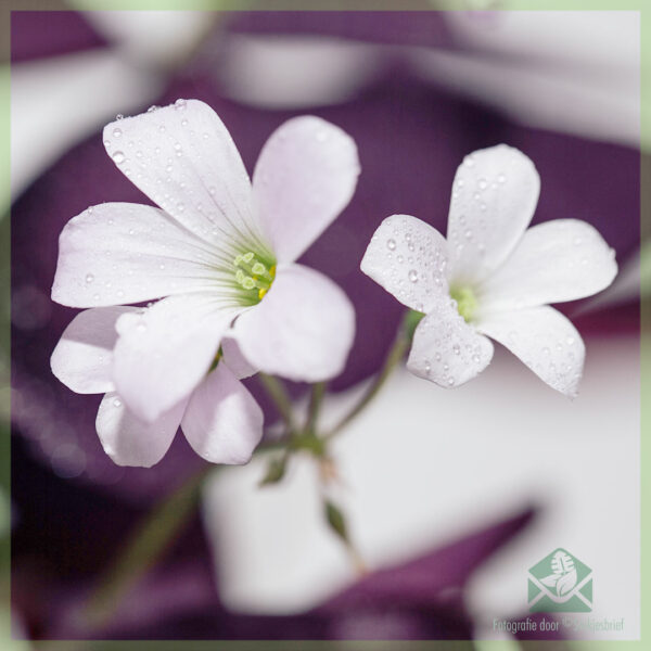 Geluksklaver - Oxalis triangularis purpurea kopen
