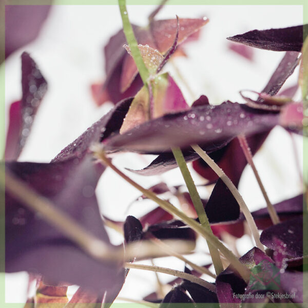 Клевер счастливый - Oxalis triangularis purpurea купить