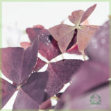 Geluksklaver - Oxalis triangularis purpurea kopen