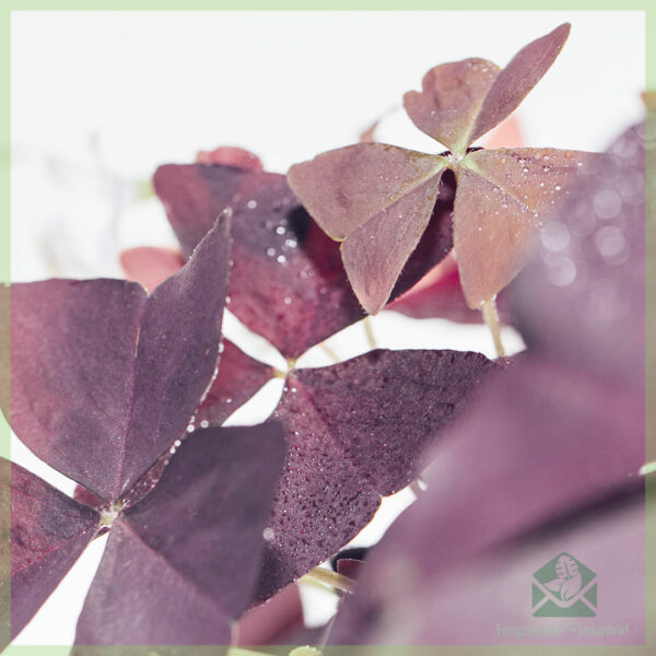 Cỏ ba lá may mắn - Oxalis triangularis purpurea mua