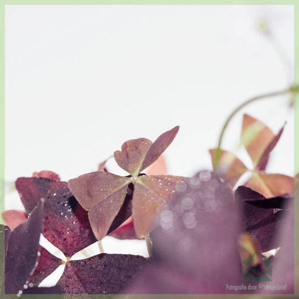 Lucky Trifolium - Oxalis triangularis purpurea emptum