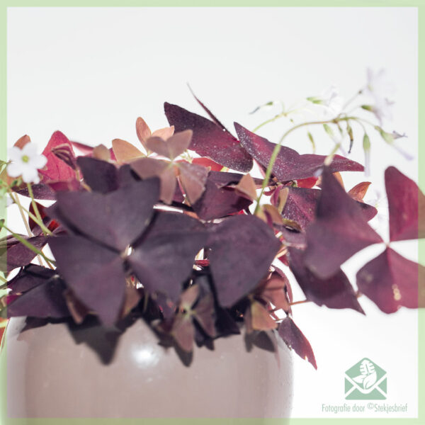 Щастлива детелина - Oxalis triangularis purpurea купи