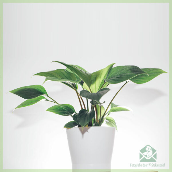 Homalomena Emerald Gem kopen