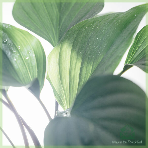 Homalomena Emerald Gem kopen