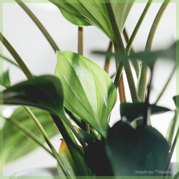 Homalomena Emerald Gem kopen