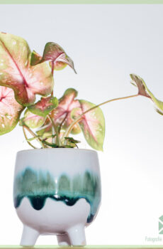 Morticia cache-pot pot de fleurs pot décoratif 6 cm