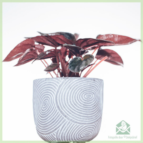 Peperomia Caperata Brasilia (Rattenstaart) - kopen