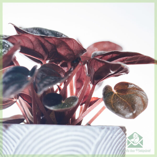 Peperomia Caperata Brasilia (چوہے کی دم) - خریدیں۔