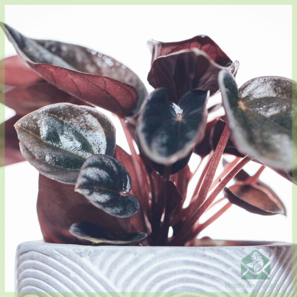 Peperomia Caperata Brasilia (Đuôi chuột) - mua