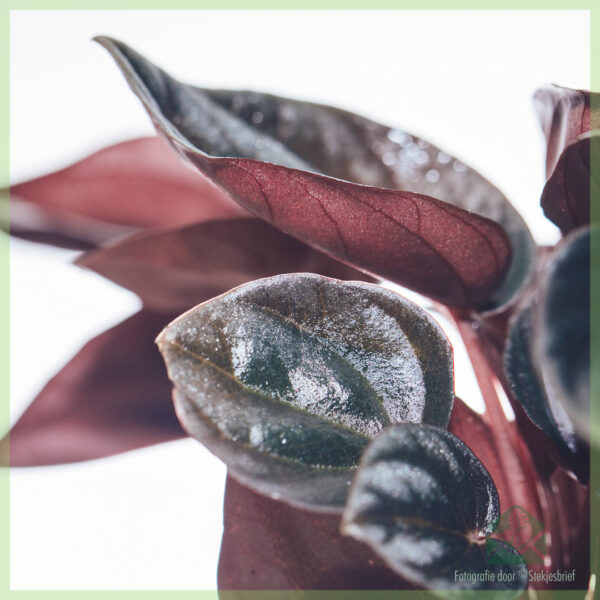 Peperomia Caperata Brasilia (Rattenstaart) - kopen