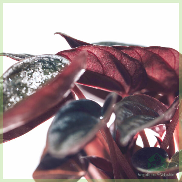 Peperomia Caperata Brasilia (Rattenstaart) - kopen